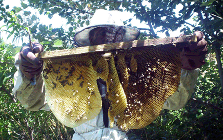 bee removals johannesburg