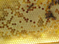 Bees in a honeycomb