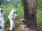 Removing bees from a tree